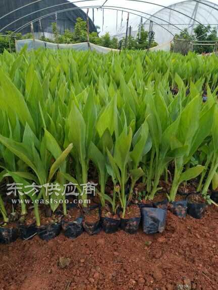 苗木產業新篇章 云南苗圃與木春菊加工圖景探析