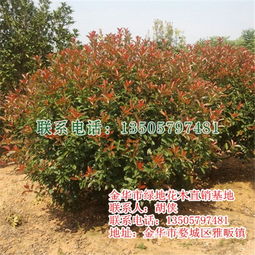 紅葉石楠樹 優(yōu)質苗木批發(fā)與綠地建設的最佳選擇