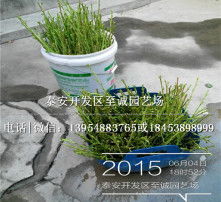 高清圖片與苗木 視覺藝術與綠色產業(yè)的完美結合