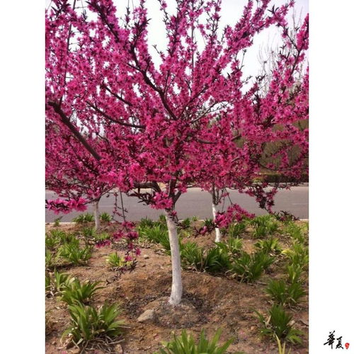 精品苗木推薦 浙江嵊州市鼎豐果業(yè)專業(yè)合作社苗木相冊