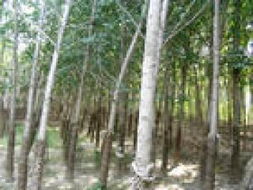 山東省濟寧秀冉苗木基地 優(yōu)質苗木產品展示