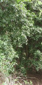 綠化苗木產品之213號苗木圖片與信息