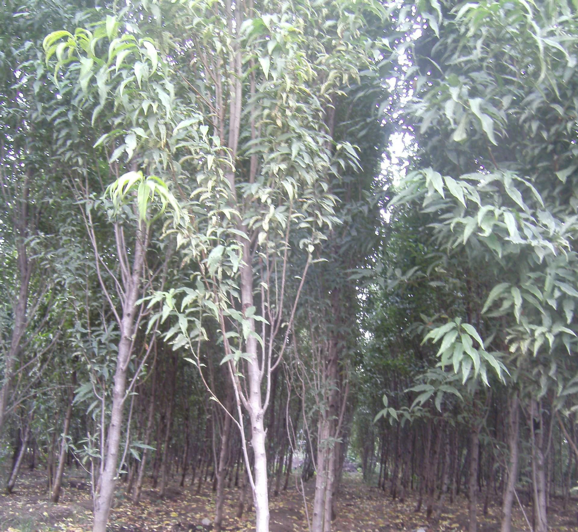 專業(yè)綠色植物苗木花卉 打造花園與綠化的理想選擇