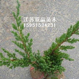 火棘小苗的培育與江蘇雙贏綠化苗木基地的專業(yè)服務(wù)