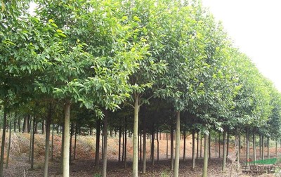 江西樂(lè)昌含笑苗木批發(fā)及人工智能應(yīng)用軟件開(kāi)發(fā)趨勢(shì)